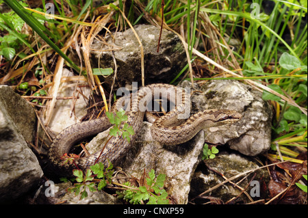 Schlingnatter (Coronella Austriaca), auf Felsen, Slowenien, Soca-Tal liegend Stockfoto