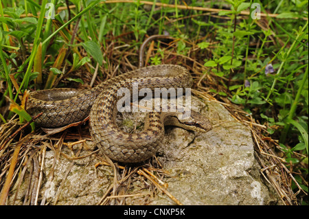 Schlingnatter (Coronella Austriaca), liegend auf einem Felsen, Slowenien, Soca-Tal Stockfoto