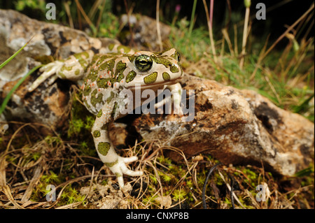 grüne Kröte oder bunte Kröte (Bufo Viridis), Kroatien, Dalmatien, Naturpark Vransko sehen Stockfoto