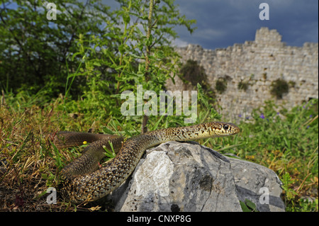 Balkan Peitsche Schlange (Coluber Gemonensis), liegen vor historischen Burgruine, Kroatien, Dalmatien, Naturpark Vrana Stockfoto