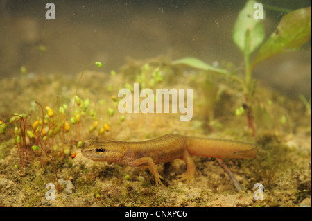 glatte Newt (Triturus Vulgaris, Lissotriton Vulgaris), Weiblich, Kroatien Stockfoto