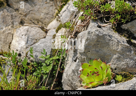 Hen-and-Chickens, Hauslauch, Hauswurz, gemeinsame Hauswurz (Sempervivum Tectorum), in Felsspalten, Kroatien, Velebit Naturpark Stockfoto