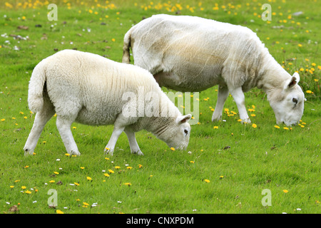 Hausschaf (Ovis Ammon F. Aries), zwei Schafe grasen auf einer Weide, Großbritannien, Schottland Stockfoto