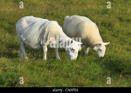 Hausschaf (Ovis Ammon F. Aries), zwei Schafe grasen auf einer Weide, Großbritannien, Schottland Stockfoto