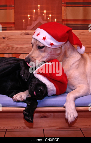 Labrador Retriever (Canis Lupus F. Familiaris), zwei Hunde mit Santa Hüte Stockfoto