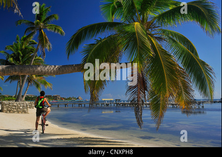 Person, die mit dem Fahrrad an einem Palmenstrand, Belize, Ambergris Caye Stockfoto
