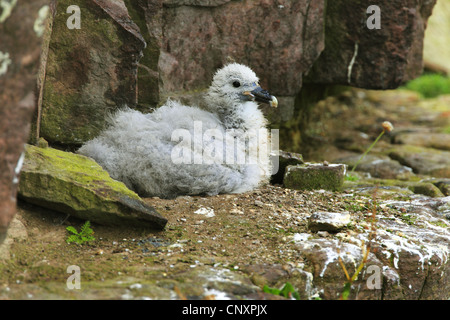 nördlichen Fulmar (Fulmarus Cyclopoida), Quietsche auf einer Klippe, Großbritannien, Schottland, Handa Island Stockfoto