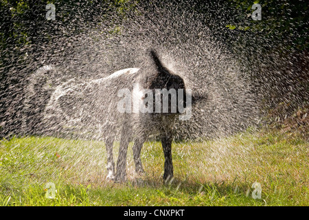 Labrador Retriever (Canis Lupus F. Familiaris), Wasser aus dem Fell zu schütteln Stockfoto