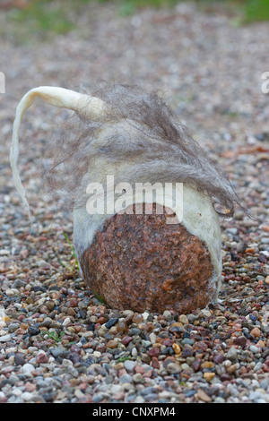 "gefühlte Stein Troll" dient als Gartendekoration: Naturstein ausgestattet mit Kappen gefilzte Wolle steht auf Kies-Boden, Deutschland