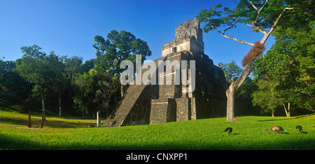 Pyramide auf dem Hauptplatz von Maya Stadt Tikal in Guatemala, Tikal Stockfoto