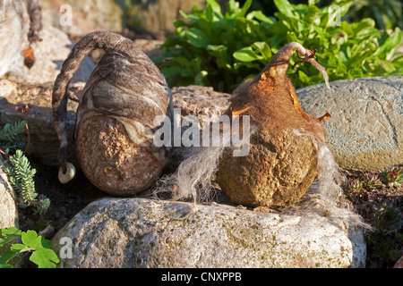 "Filz steinerne Trolle", die als Gartendekoration: zwei Natursteine, ausgestattet mit Kappen gefilzte Wolle stehen nebeneinander in einem Blumenbeet, Deutschland Stockfoto