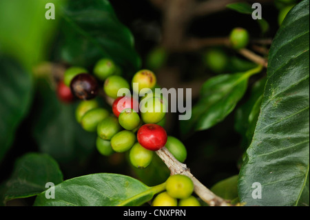 Arabischer Kaffee (Coffea Arabica), Zweig mit Früchten, Guatemala Stockfoto