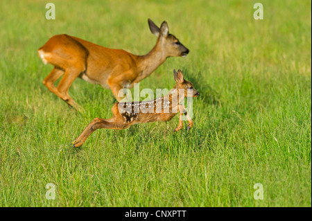 Reh (Capreolus Capreolus), Doe zu Fuß auf einer Wiese mit einem Rehkitz, Deutschland, Niedersachsen Stockfoto