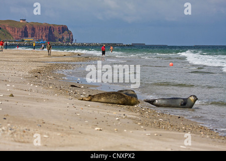 Harbor Seal, Seehunde (Phoca Vitulina), einige Tiere Teilen der Nordstrand der Insel mit flanierende Touristen, Deutschland, Schleswig-Holstein, Helgoland Stockfoto