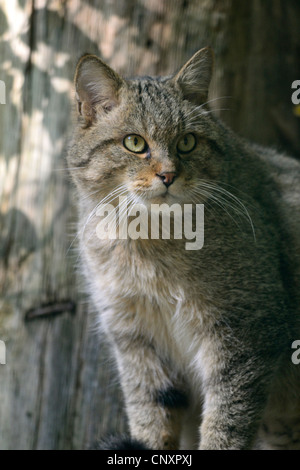 Porträt der Europäischen Wildkatze (Felis Silvestris), Rhodos Tierpark, Moselle, Lothringen, Frankreich, Europa Stockfoto