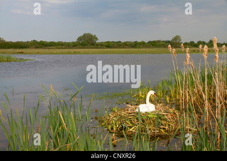 Höckerschwan (Cygnus Olor), Schwan in seinem Nest, Zucht, Frankreich, Picardie, Baie de Somme, Le Crotoy Stockfoto