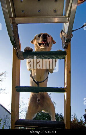 Labrador Retriever (Canis Lupus F. Familiaris), ein Aufstieg Stockfoto