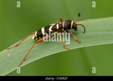 Wespe Käfer (Clytus Arietis), sitzt auf einem Grashalm, Deutschland, Nordrhein-Westfalen, Rheine-Elte Stockfoto