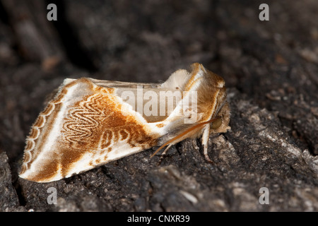 Buff Bögen (Habrosyne Pyritoides, Habrosyne Derasa), sitzen auf Holz, Deutschland Stockfoto