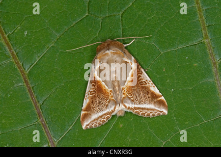 Buff Bögen (Habrosyne Pyritoides, Habrosyne Derasa), sitzt auf einem Blatt, Deutschland Stockfoto