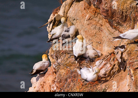 Basstölpel (Sula Bassana, Morus Bassanus), auf einem Vogelfelsen auf Helgoland, Deutschland, Schleswig-Holstein, Helgoland Stockfoto