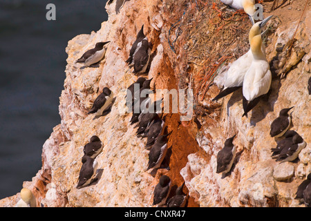 Basstölpel (Sula Bassana, Morus Bassanus) mit Guillemot auf einem Vogelfelsen auf Helgoland, Deutschland, Schleswig-Holstein, Helgoland Stockfoto