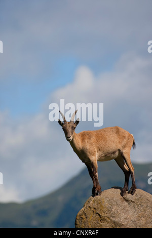 Alpensteinbock (Capra Ibex), stehend auf einem Felsblock vor Bergpanorama Stockfoto