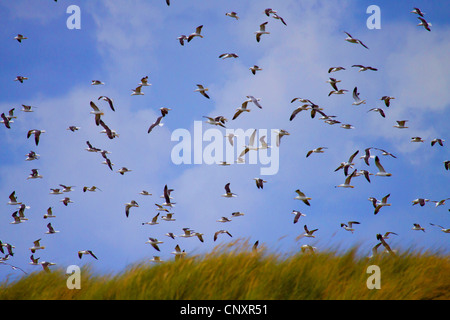 weniger schwarz-unterstützte Möve (Larus Fuscus), strömen fliegen, Deutschland, Schleswig-Holstein, Helgoland Stockfoto