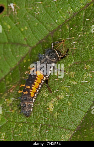 bunten asiatischen Käfer (Harmonia Axyridis), Larve auf einem Blatt, Deutschland Stockfoto