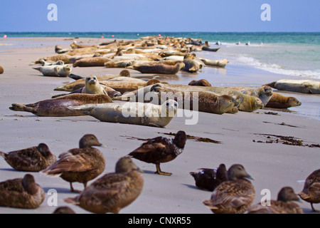 Harbor Seal, Seehunde (Phoca Vitulina), am Strand mit älteren, Deutschland, Schleswig-Holstein, Helgoland Stockfoto