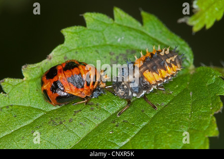 bunten asiatischen Käfer (Harmonia Axyridis), Larve und Puppe auf einem Blatt, Deutschland Stockfoto