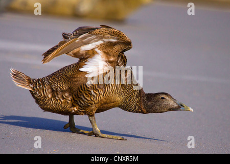 gemeinsamen Eiderenten (Somateria Mollissima), weibliche an das Meer flattern Flügel, Deutschland, Schleswig-Holstein, Helgoland Stockfoto