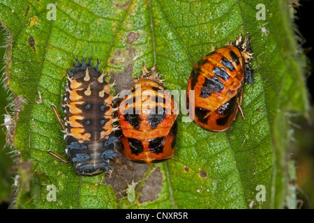 bunten asiatischen Käfer (Harmonia Axyridis), Larven und Puppen auf einem Blatt, Deutschland Stockfoto