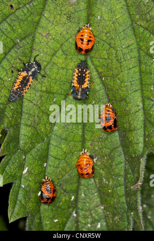 bunten asiatischen Käfer (Harmonia Axyridis), Larven und Puppen auf einem Blatt, Deutschland Stockfoto