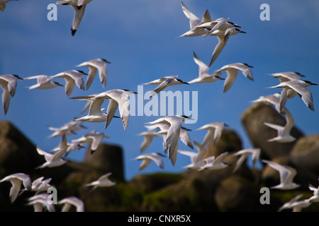 Brandseeschwalbe (Sterna Sandvicensis, Thalasseus Sandvicensis), fliegende Herde, Deutschland, Schleswig-Holstein, Helgoland Stockfoto