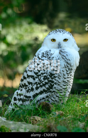 Schneeeule weiblich (Bubo Scandiacus), Rhodos Tierpark, Moselle, Lothringen, Frankreich, Europa Stockfoto