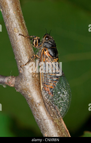 New Forest Zikade (Cicadetta Montana), sitzt auf einem Ast, Deutschland Stockfoto