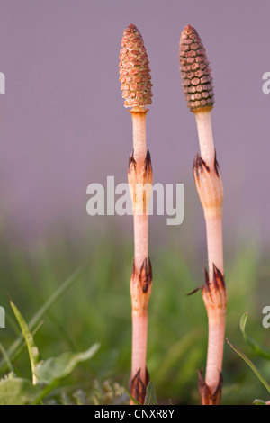 Feld-Schachtelhalm (Equisetum Arvense), Kegeln, Deutschland, Nordrhein-Westfalen Stockfoto