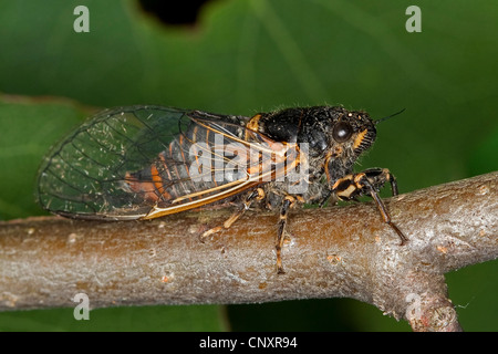 New Forest Zikade (Cicadetta Montana), sitzt auf einem Ast, Deutschland Stockfoto