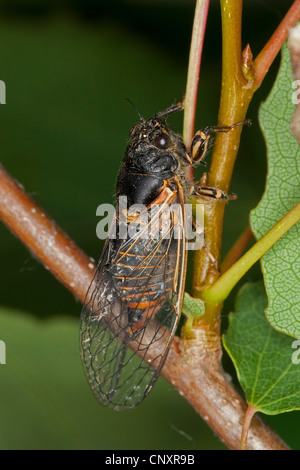 New Forest Zikade (Cicadetta Montana), sitzt auf einem Ast, Deutschland Stockfoto