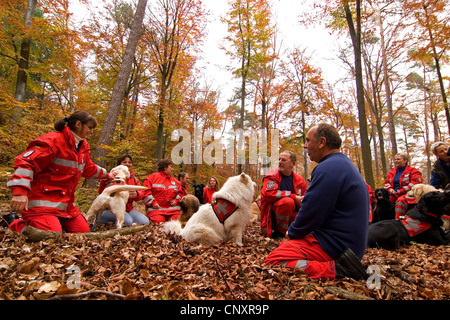 Samojede (Canis Lupus F. Familiaris), Hunde Briefing der Trainer mit Such- und Rettungsaktionen im herbstlichen Wald Stockfoto