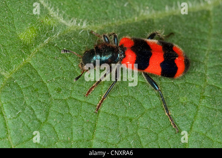 Biene-Käfer, Biene Wolf (Trichodes Apiarius), sitzt auf einem Blatt, Deutschland Stockfoto