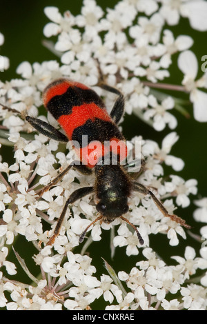 Biene-Käfer, Biene Wolf (Trichodes Apiarius), sitzt auf einem Doldengewächse, Deutschland Stockfoto