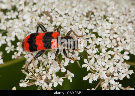 Biene-Käfer, Biene Wolf (Trichodes Apiarius), sitzt auf einem Doldengewächse, Deutschland Stockfoto