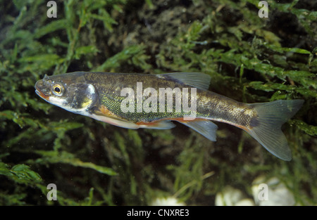 Elritze, eurasische Elritze (Phoxinus Phoxinus), männlich in der Zucht Färbung, Deutschland Stockfoto