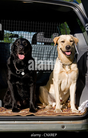 Labrador Retriever (Canis Lupus F. Familiaris), zwei Hunde sitzen im Kofferraum Stockfoto