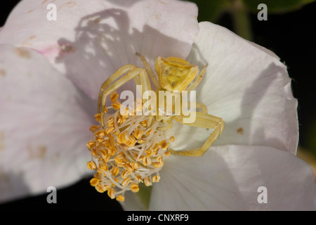 Krabbenspinne (Thomisus Onustus), weibliche Beute in Tarnung Färbung auf eine Blüte warten Stockfoto