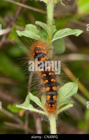 Knappen Dolch (Acronicta Auricoma, Apatele Auricoma), Raupe, die Fütterung von einer Pflanze Stockfoto