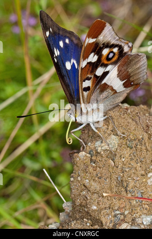 lila Kaiser (Apatura Iris), männliche sitzen auf Lehm-Boden, die Aufnahme von Mineralien mit Saugnapf, Deutschland Stockfoto