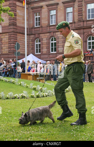 Haushund (Canis Lupus F. Familiaris), Polizeihund zu Fuß über Rasen Beduftung auf der HF-Leine an einer öffentlichen demonstration Stockfoto